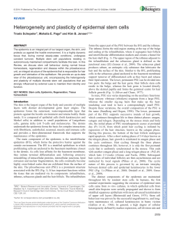 Heterogeneity and plasticity of epidermal stem cells