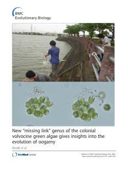 New &ldquo;missing link&rdquo; genus of the colonial volvocine green algae