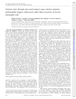 Calcium entry through slow-inactivating L