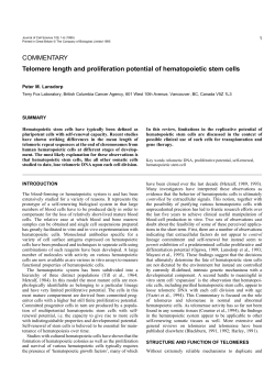 Telomere length and proliferation potential of hematopoietic stem cells