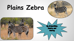 Plains Zebra