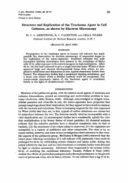 Structure and Replication of the Trachoma Agent in Cell Cultures, as
