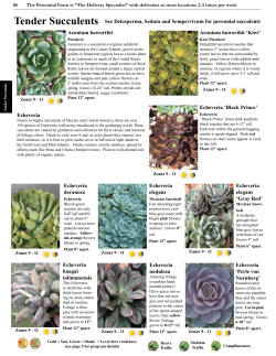 Tender Succulents See Delosperma, Sedum and