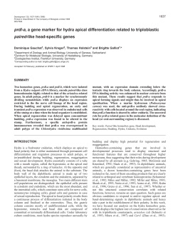 prdl-a, a gene marker for hydra apical differentiation