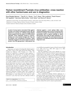 Human recombinant Puumala virus antibodies