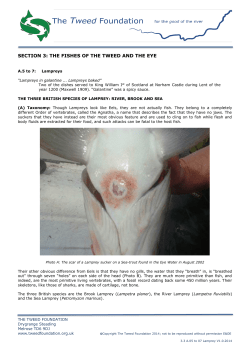 Lampreys - The Tweed Foundation