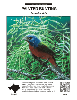 painted bunting - Texas the State of Water