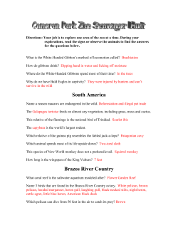 How do gibbons drink