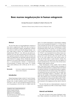Bone marrow megakaryocytes in human ontogenesis