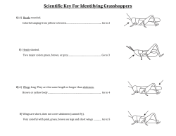 grasshopper species key