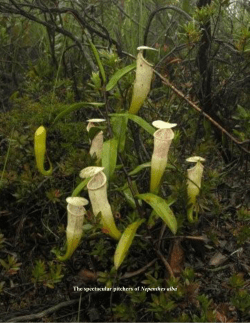The spectacular pitchers of Nepenthes alba