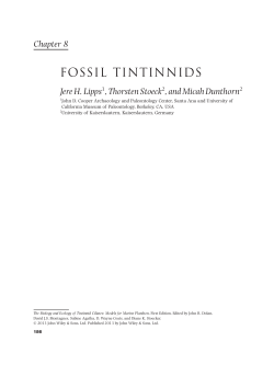 FOSSIL TINTINNIDS