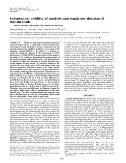Independent mobility of catalytic and regulatory domains of myosin