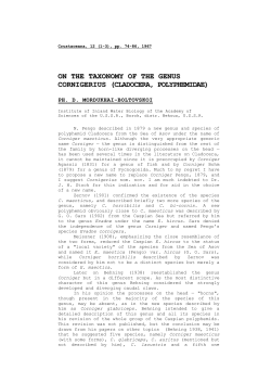 On the taxonomy of the genus Cornigerius (Cladocera