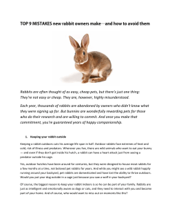 Top 9 Mistakes New Rabbit Owners Make