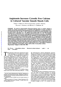 Angiotensin Increases Cytosolic Free Calcium in