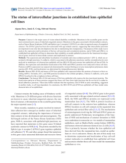 The status of intercellular junctions in established lens epithelial cell