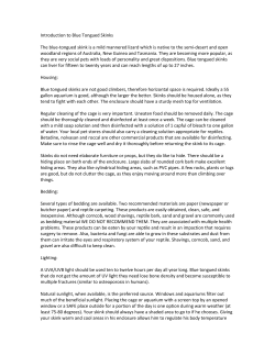 Introduction to Blue Tongued Skinks The blue