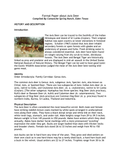 Formal Paper about Axis Deer