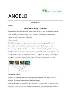 angelo - Remote Staff