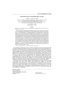Functional Structure of Metapodial Bones of Cattle In unguligrade