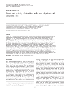 Functional polarity of dendrites and axons of