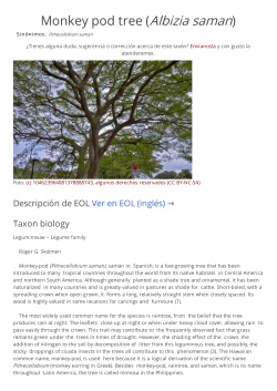 Monkey pod tree (Albizia saman)