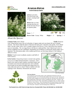 Aruncus - Whats Native