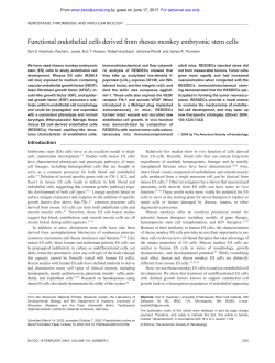 Functional endothelial cells derived from rhesus