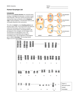 Human Karyotype Lab