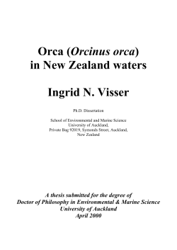 Orca (Orcinus orca) in New Zealand waters