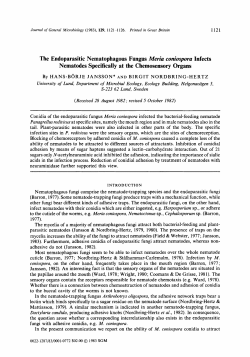 The Endoparasitic Nematophagous Fungus Meria