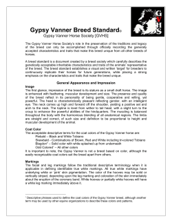 Gypsy Vanner Breed Standard - gypsy vanner horse society nz