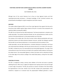 FUNCTIONAL ANATOMY AND CLASSIFICATION OF