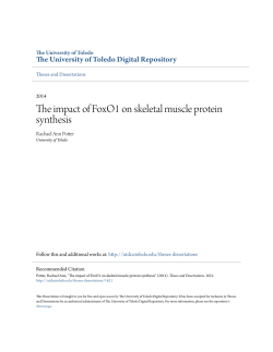 The impact of FoxO1 on skeletal muscle protein synthesis