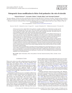 Ontogenetic tissue modification in Malus fruit