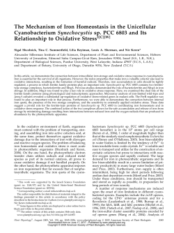 The Mechanism of Iron Homeostasis in the Unicellular