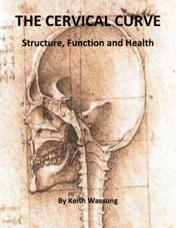 the cervical curve - Planet Chiropractic