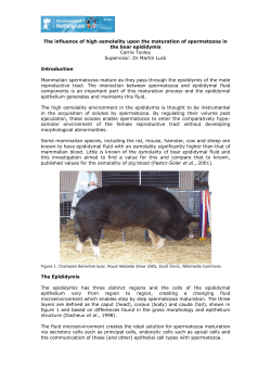 The influence of high osmolality upon the maturation of spermatozoa