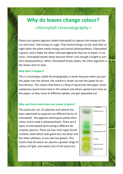 Chlorophyll Chromotography Game
