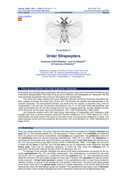 Order Strepsiptera - Sociedad Entomol&oacute;gica Aragonesa