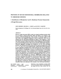 PROTEINS OF ROUGH MICROSOMAL