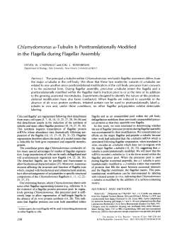 Chlamydomonas a-Tubulin Is Posttranslationally in the Flagella