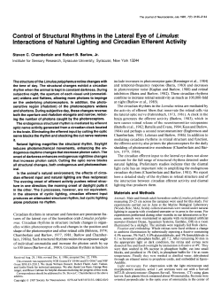Control of Structural Rhythms in the Lateral Eye of Limulus