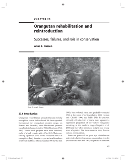 Orangutan rehabilitation and reintroduction
