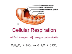 Cellular Respiration Primer