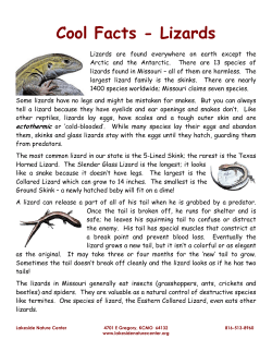 Cool Facts - Lizards - Lakeside Nature Center