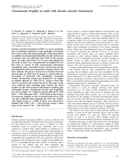 Chromosome fragility in cattle with chronic