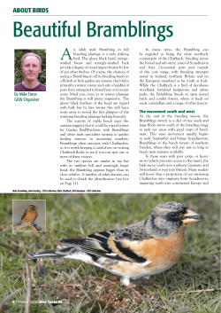 Beautiful Bramblings
