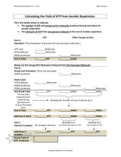 Calculating the Yield of ATP from Aerobic Respiration